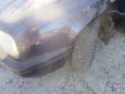  Volkswagen Golf 1997 , 215000 , 